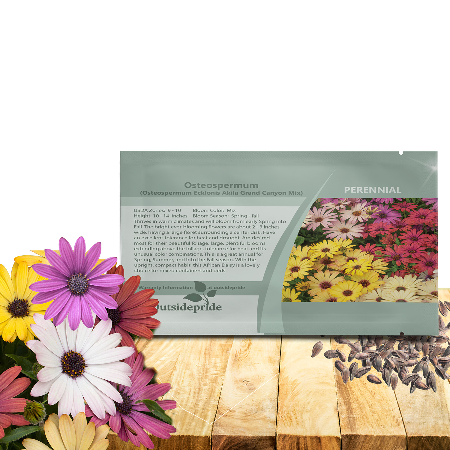 Osteospermum Grand Canyon Seed Packet For Planting