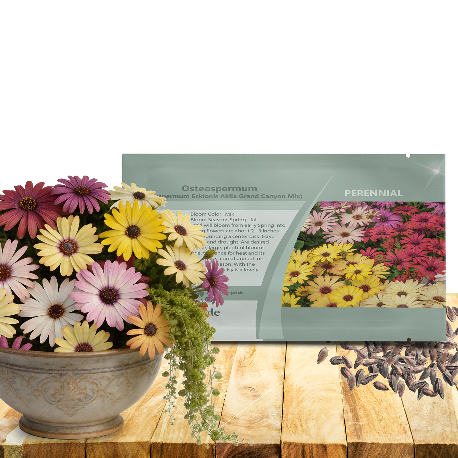 Osteospermum Grand Canyon Seed Packet For Planting