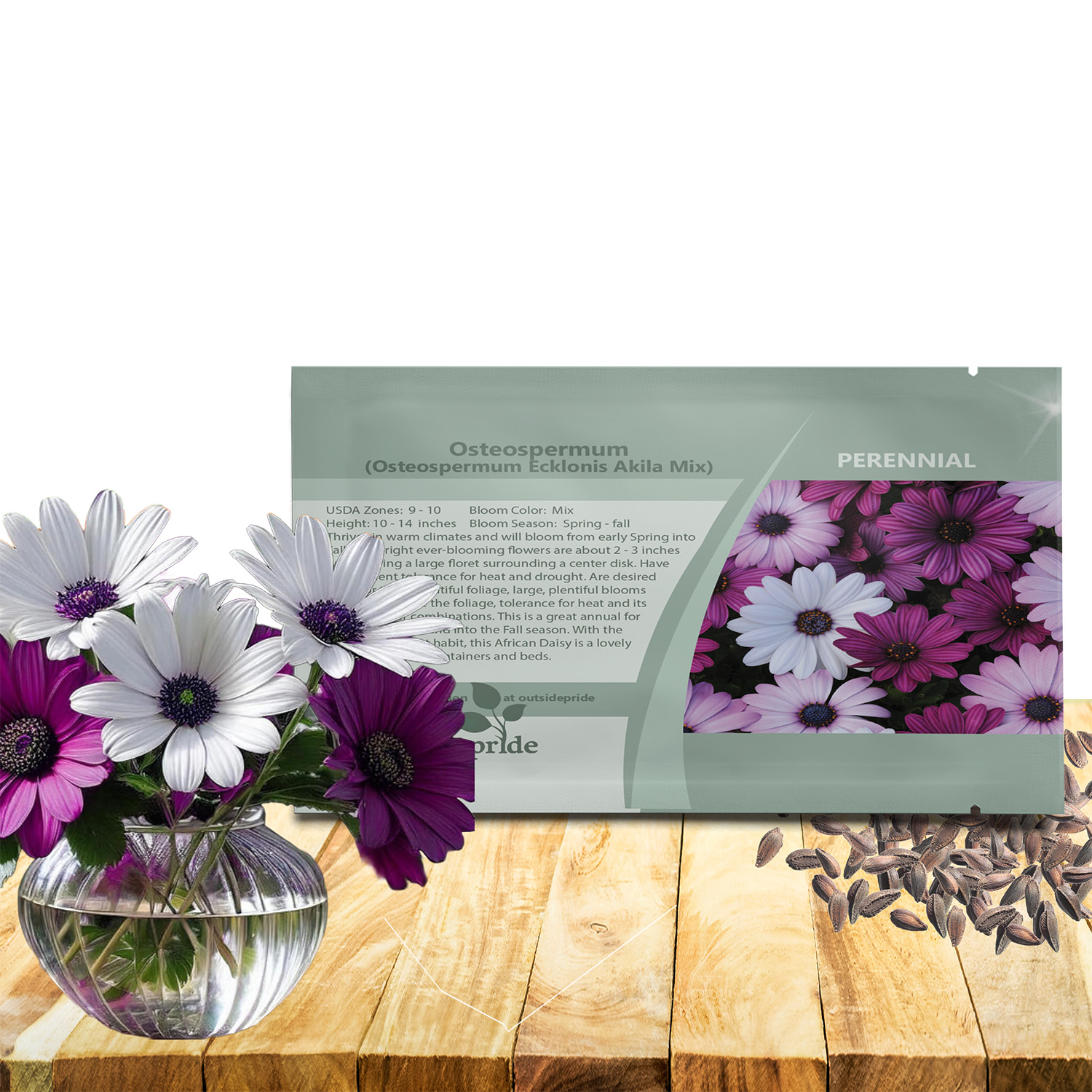 Osteospermum Akila Flower Seed Packet