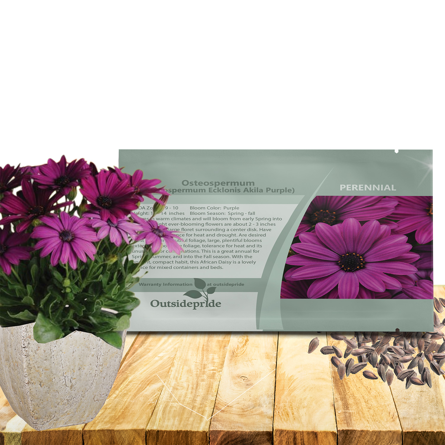 Osteospermum Akila Purple Seed Packet