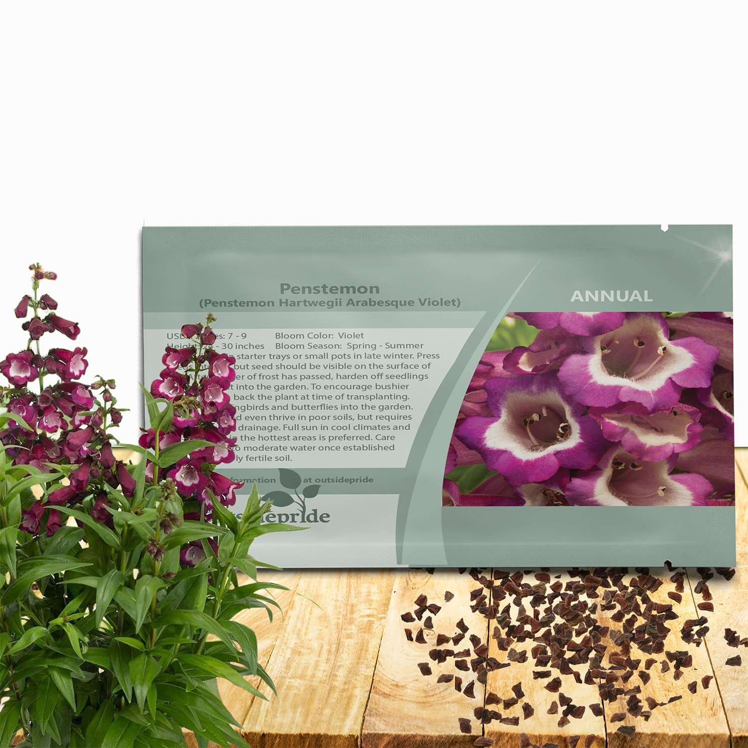 Penstemon Violet Seed Packet