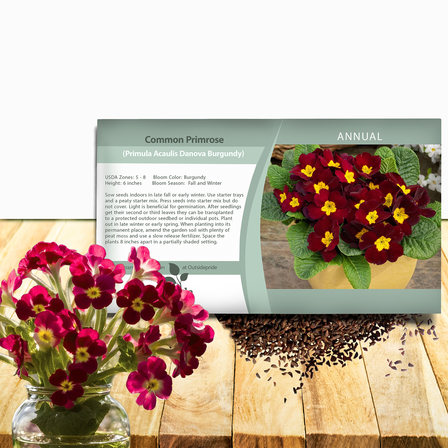 Common Primrose Acaulis Danessa Burgundy Seed Packets