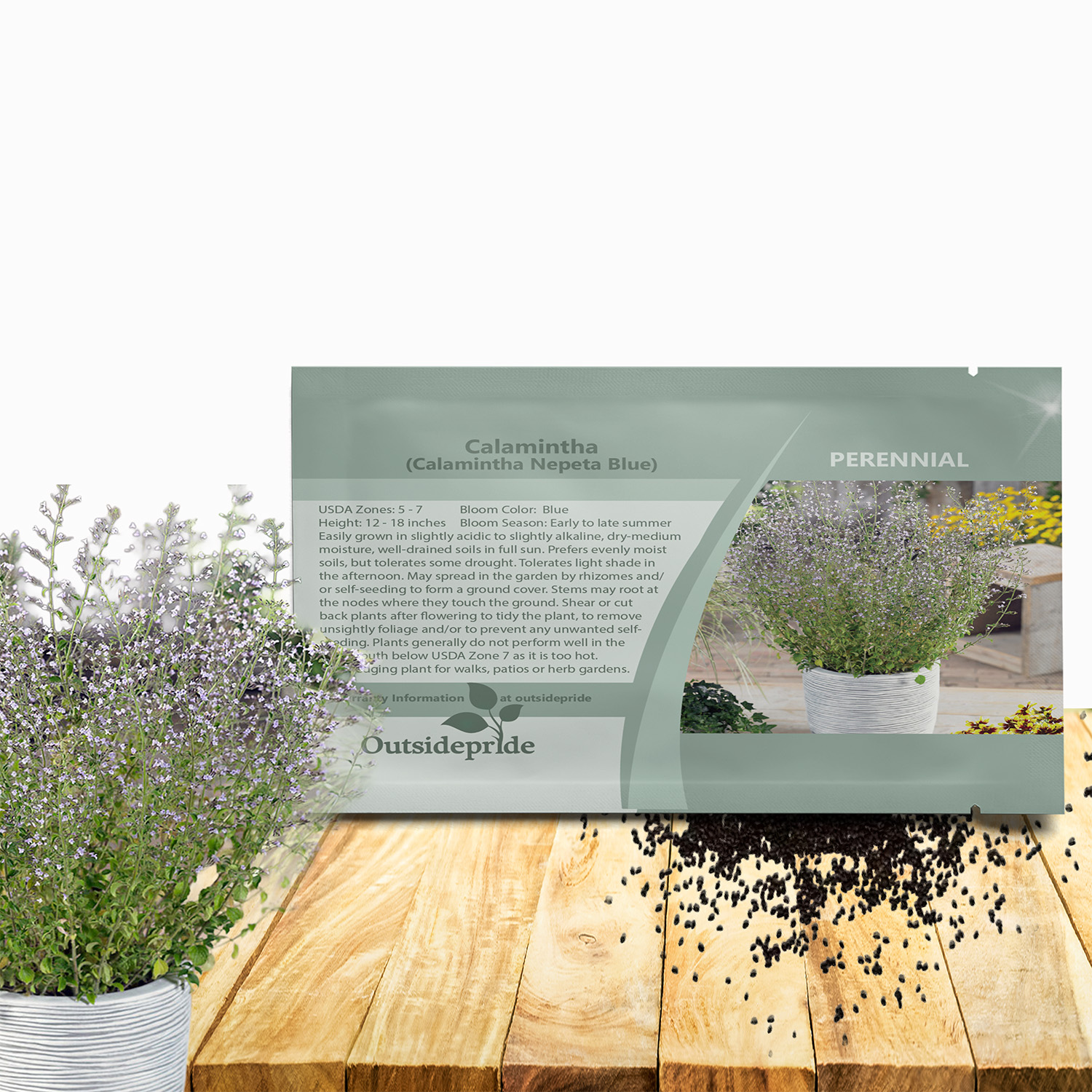 Calamintha Nepeta Blue Herb Seed For Planting