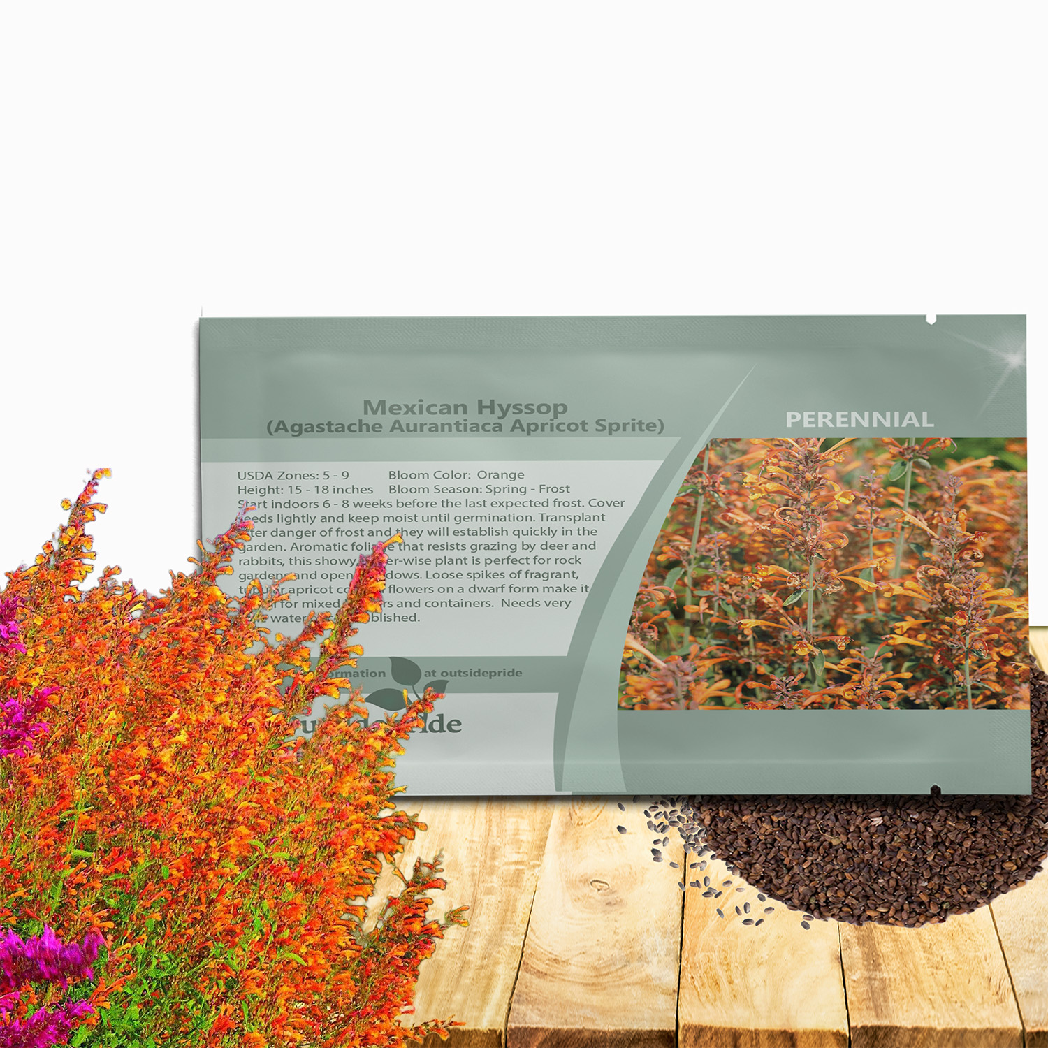 Agastache Apricot Sprite Flowers
