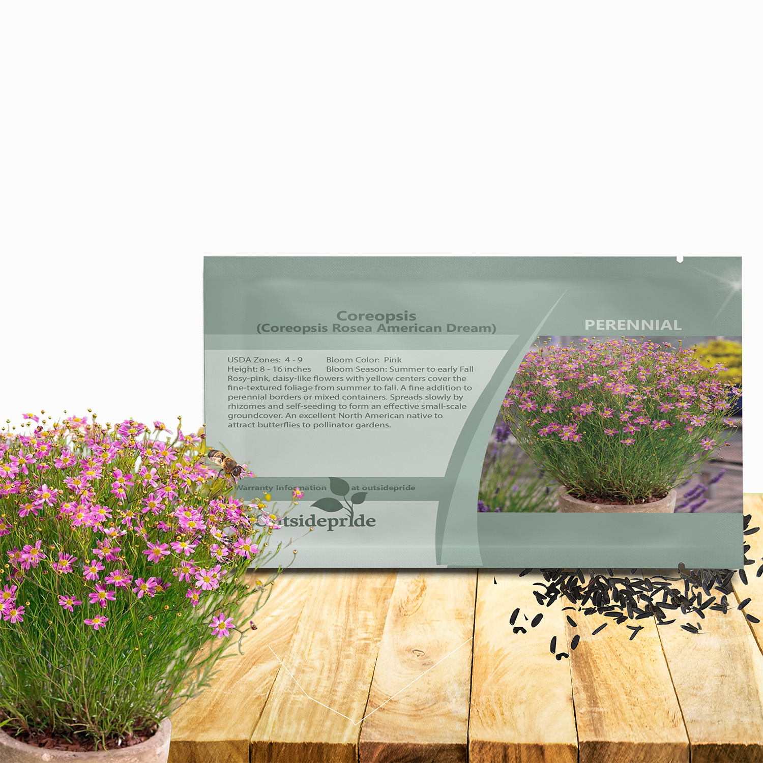 Coreopsis American Dream Seed Packet For Planting