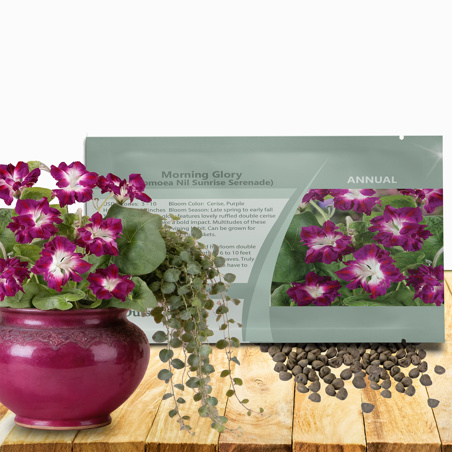 Morning Glory Sunrise Serenade Seed Packet