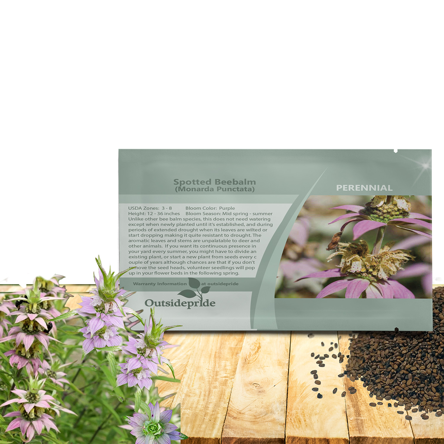 Monarda Punctata Bee Balm Seed Packet