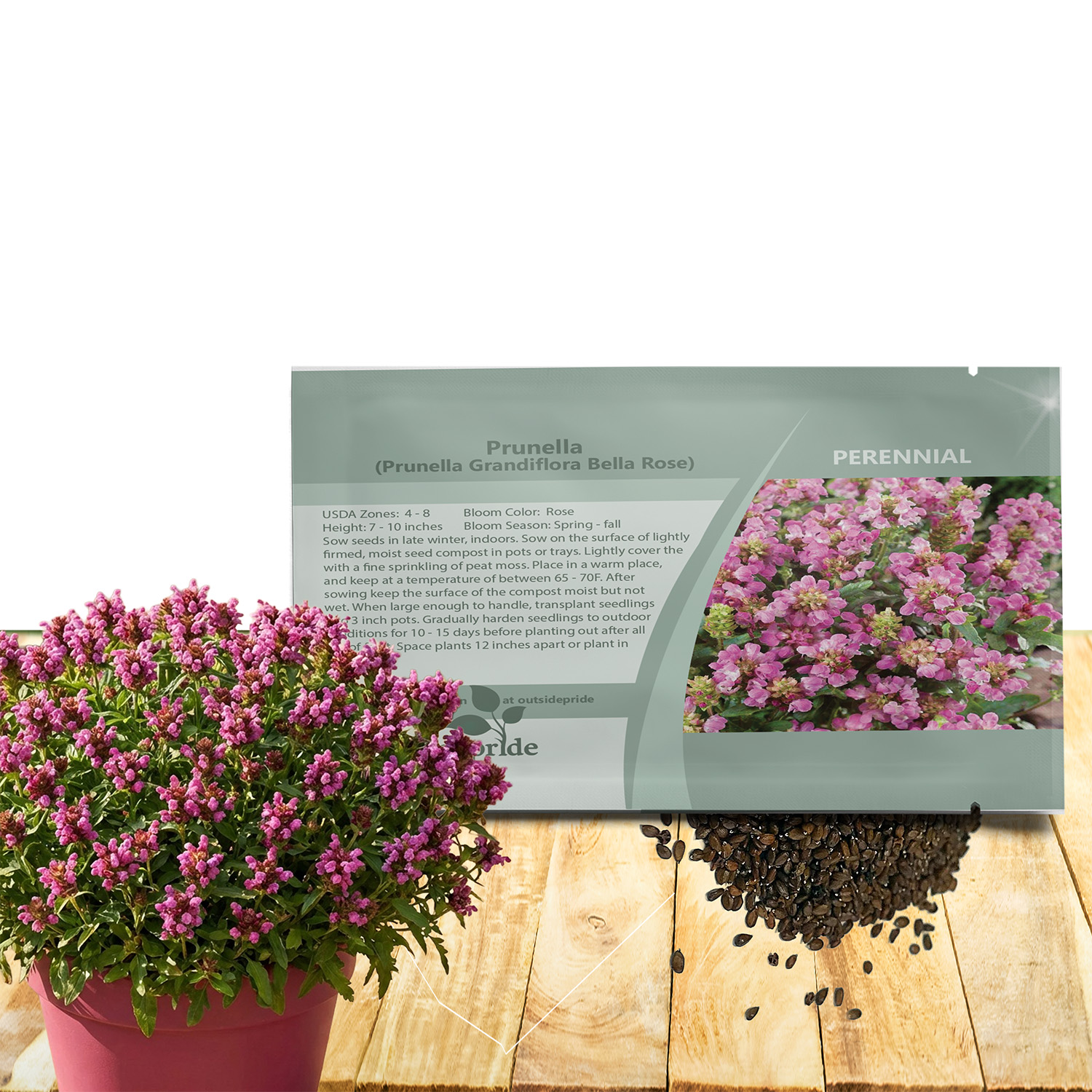 Prunella Rose Ground Cover Seed Packet