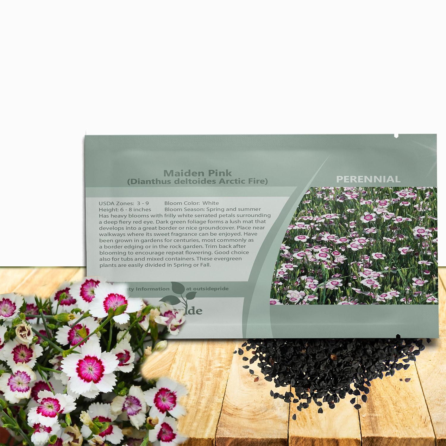 Dianthus Arctic Fire Garden Flowers