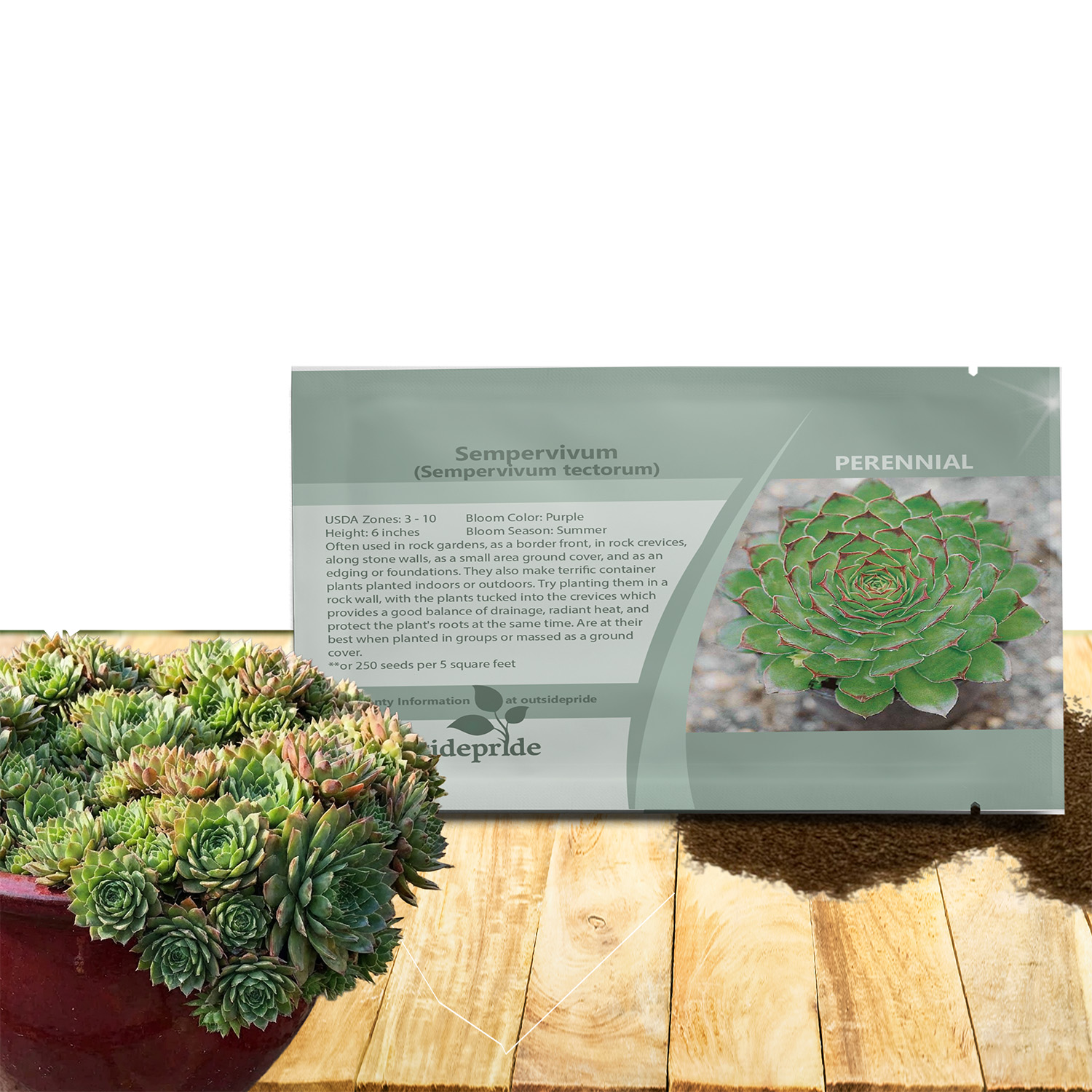 Sempervivum Tectorum Ground Cover Seed Packet