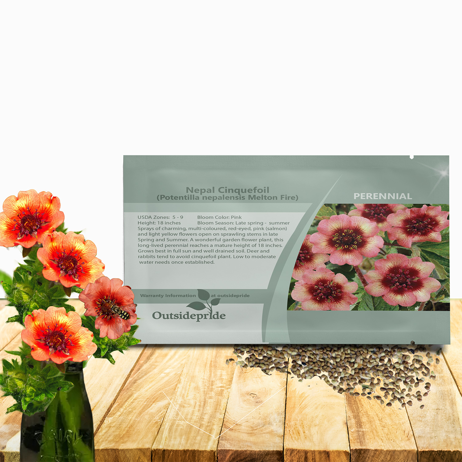 Cinquefoil Melton Fire Flower Seed Packet For Planting