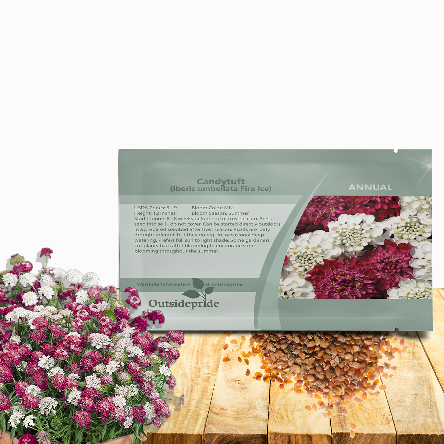Candytuft Fire Ice Flower Seed Packet For Planting