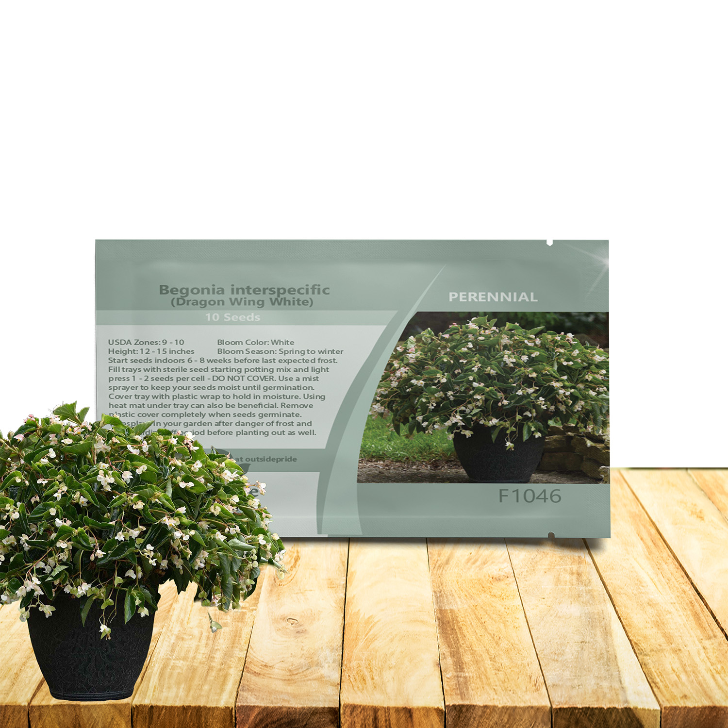 Begonia White Seed Packet