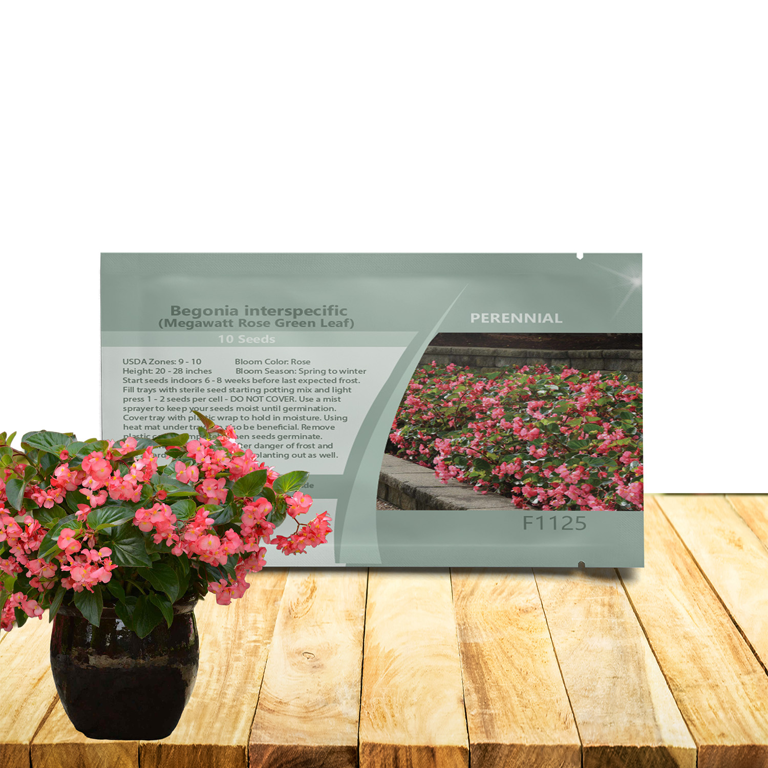 Begonia Megawatt Rose Green Seed Packet