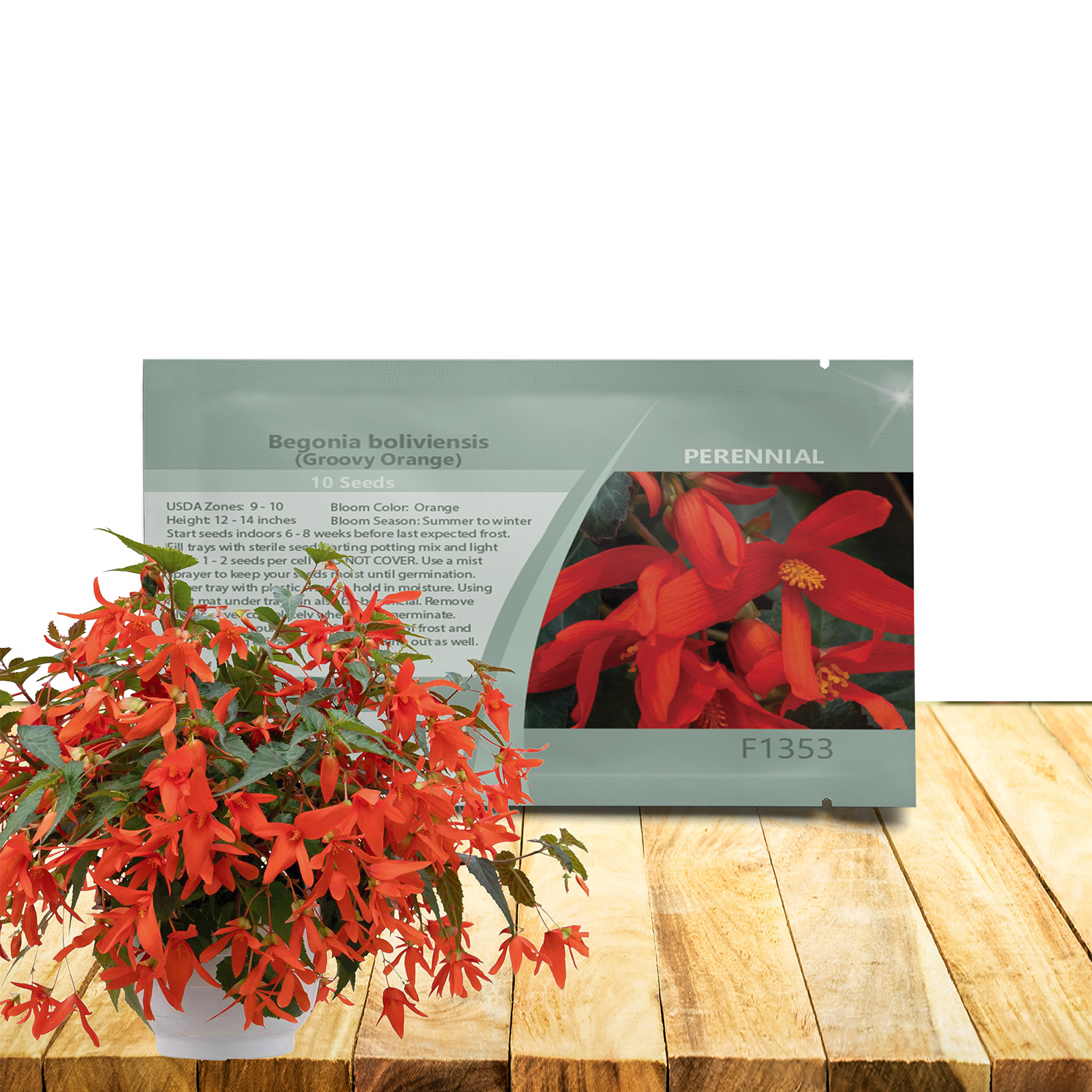 Begonia Groovy Orange Seed Packet