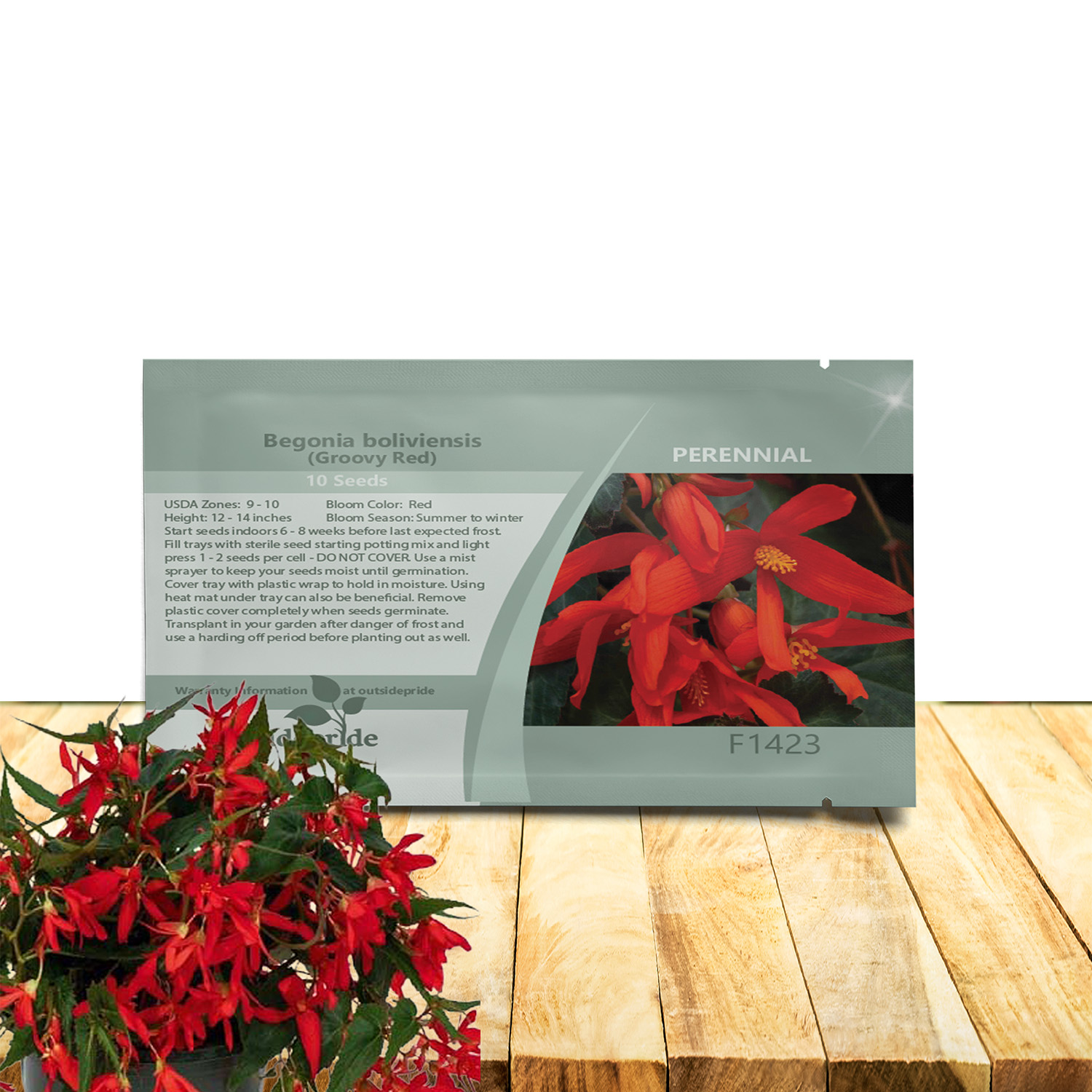 Begonia Groovy red Seed Packet