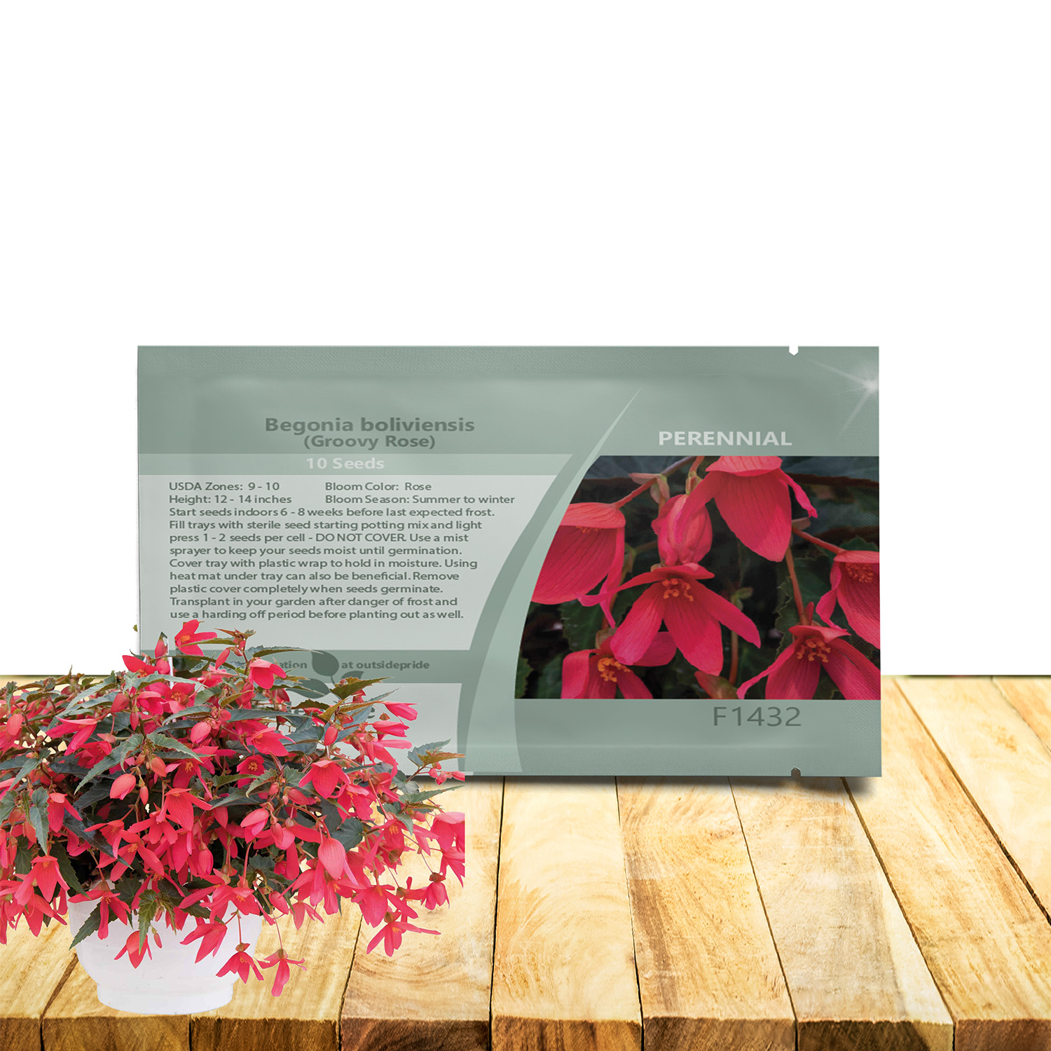 Begonia Groovy Rose