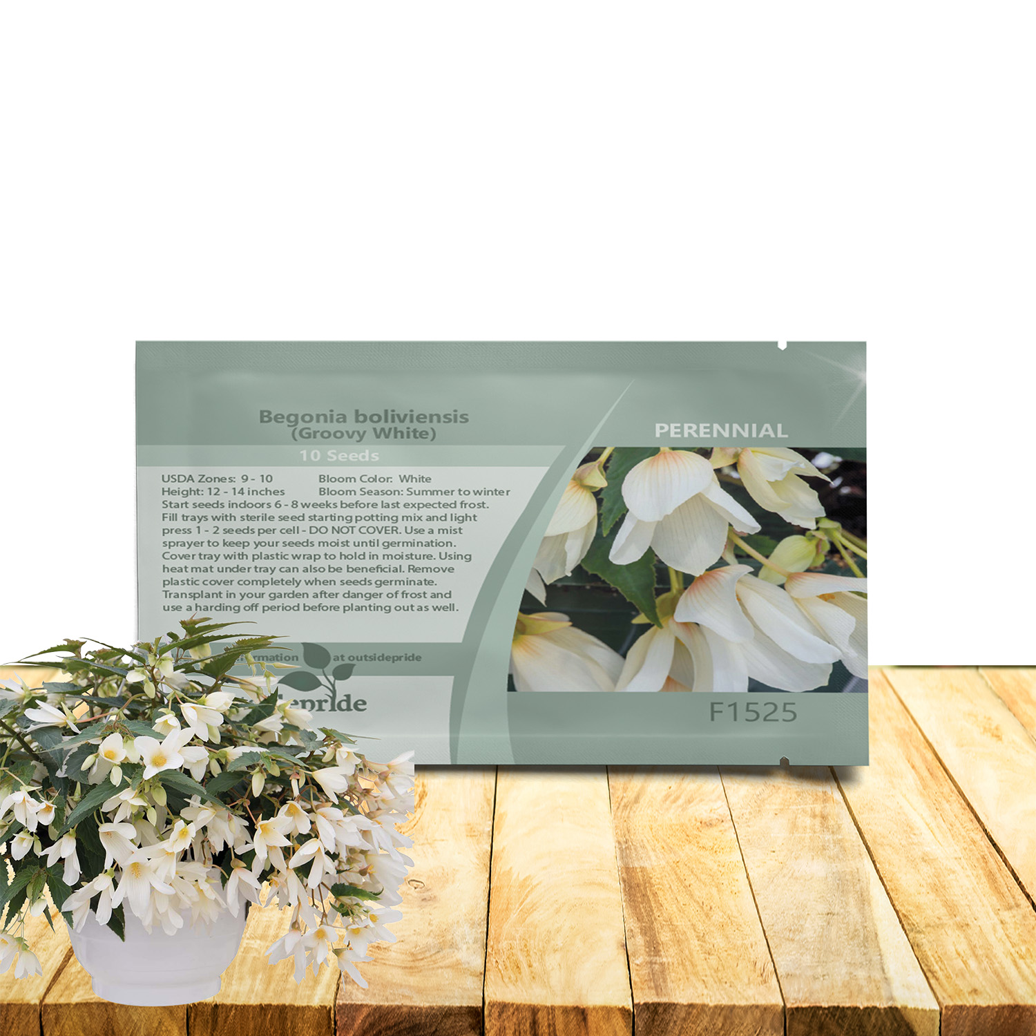 Begonia Groovy White Seed Packet