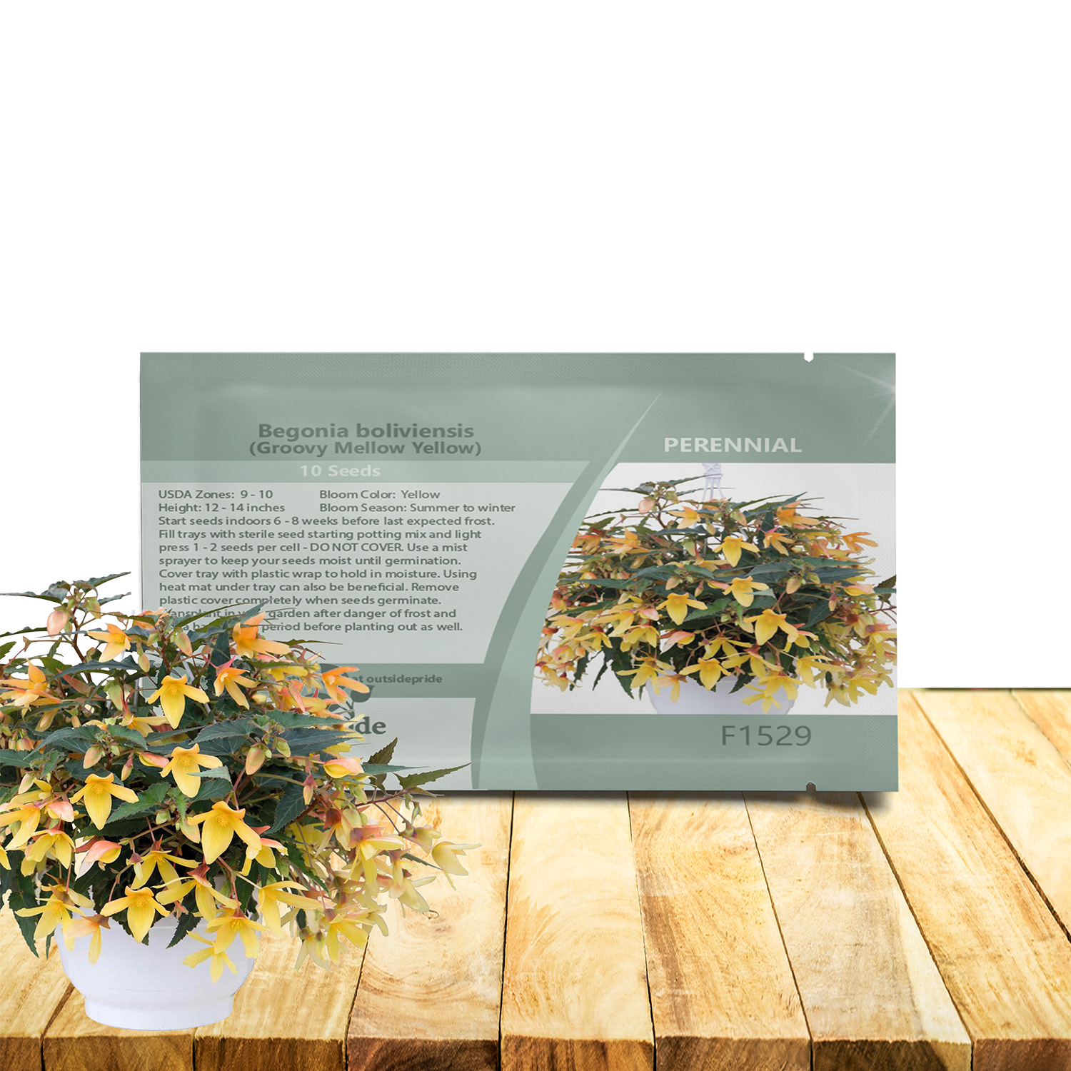 Begonia Groovy Mellow Yellow Seed Packet