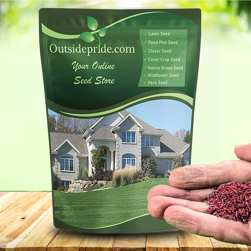 Combat Southern Lawn Grass Seed