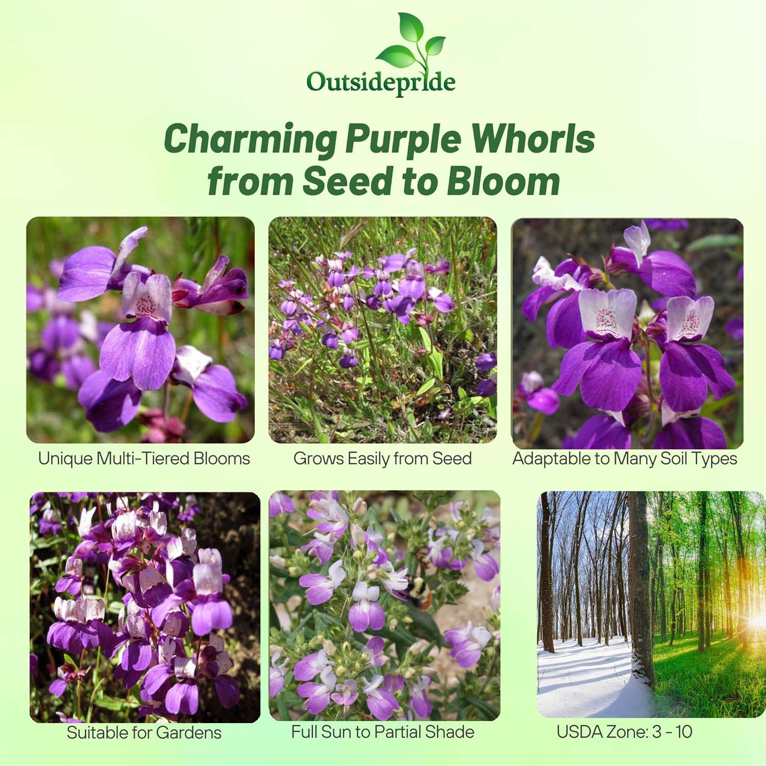 Collinsia Heterophylla Garden Flowers