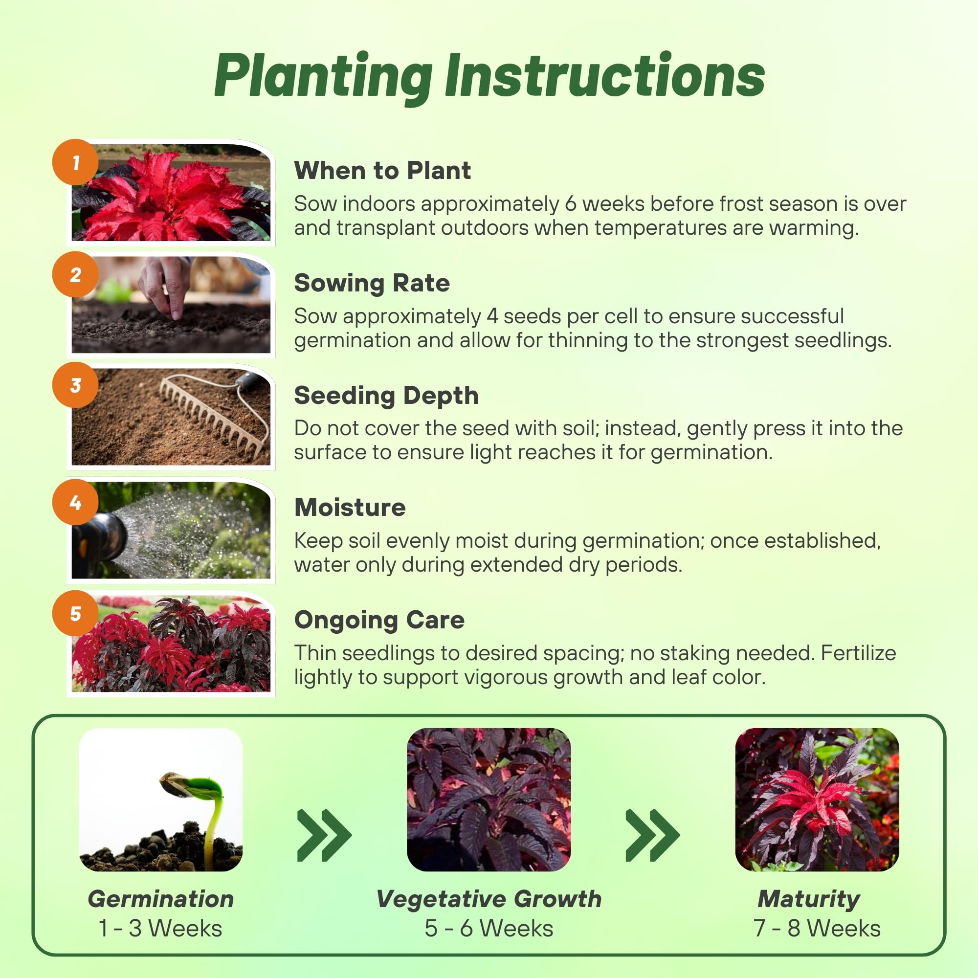 Amaranthus Early Splendor Foliage Plant