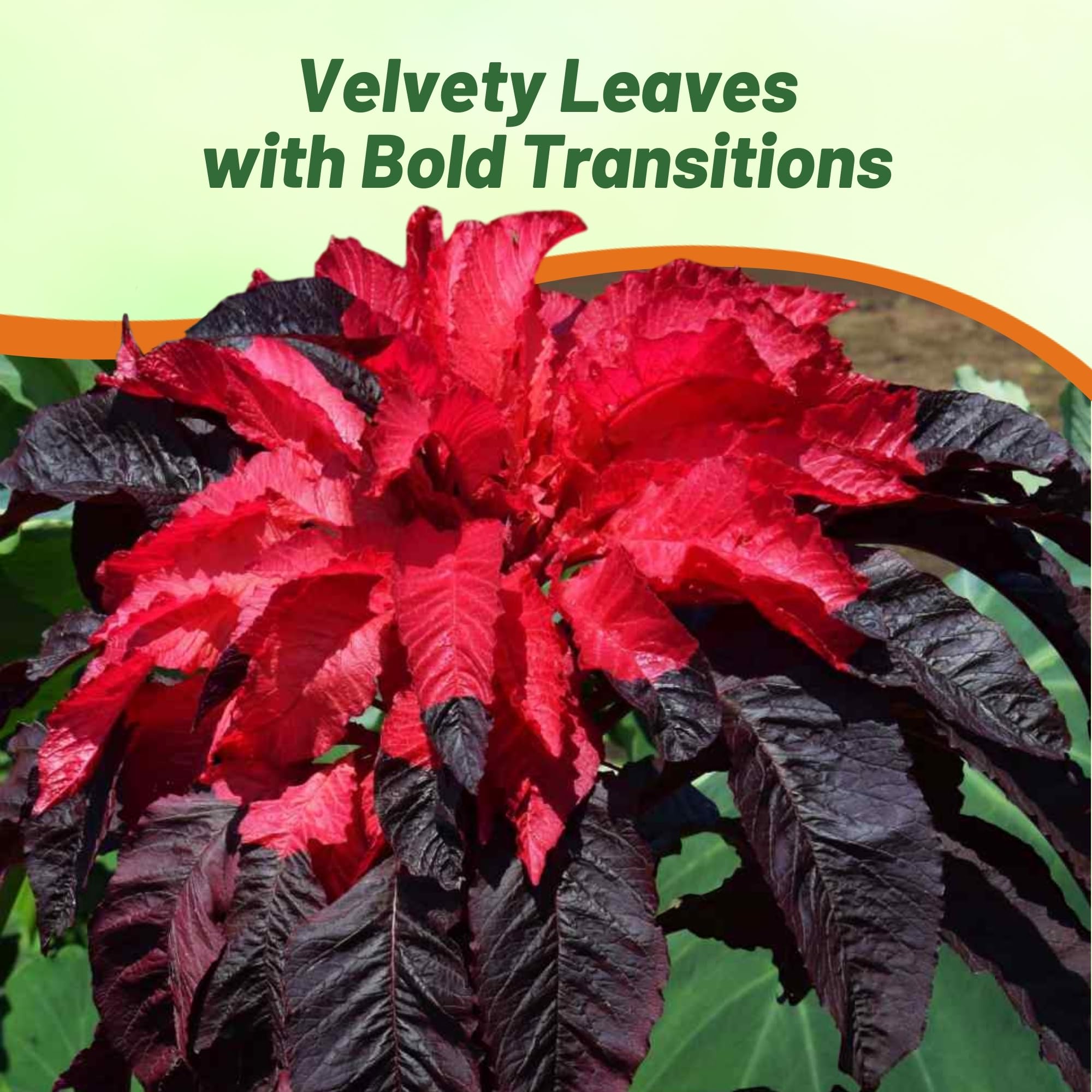 Amaranthus Early Splendor Landscaping Plant