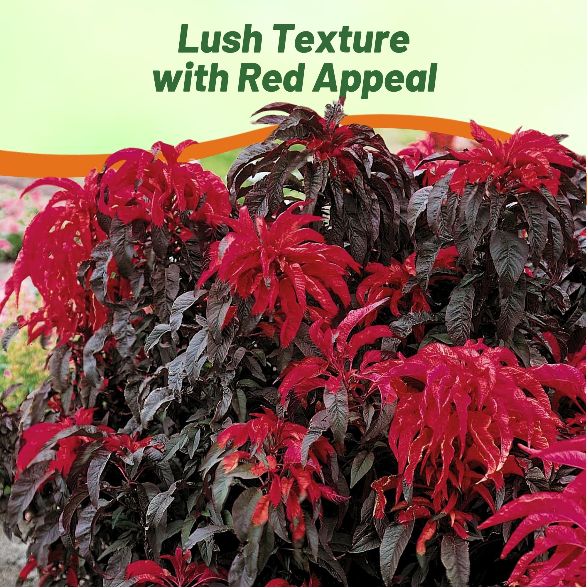 Amaranthus Early Splendor Large Decorative Plant