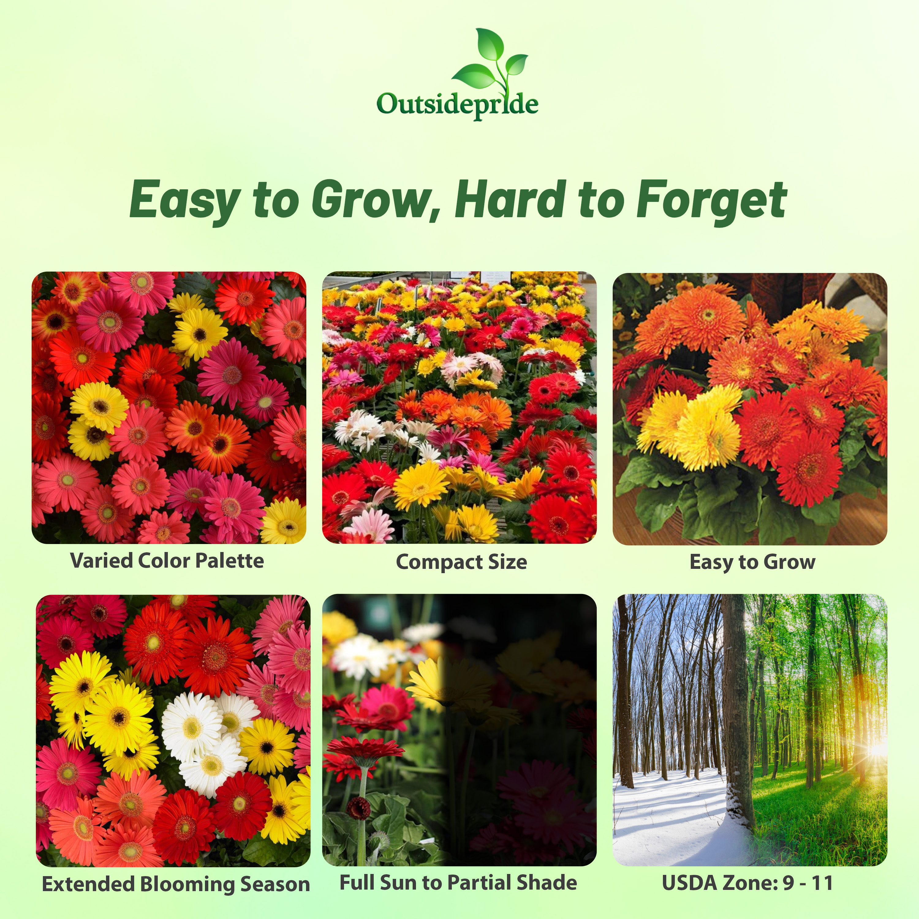 Gerbera Colorbloom Flower Mixture