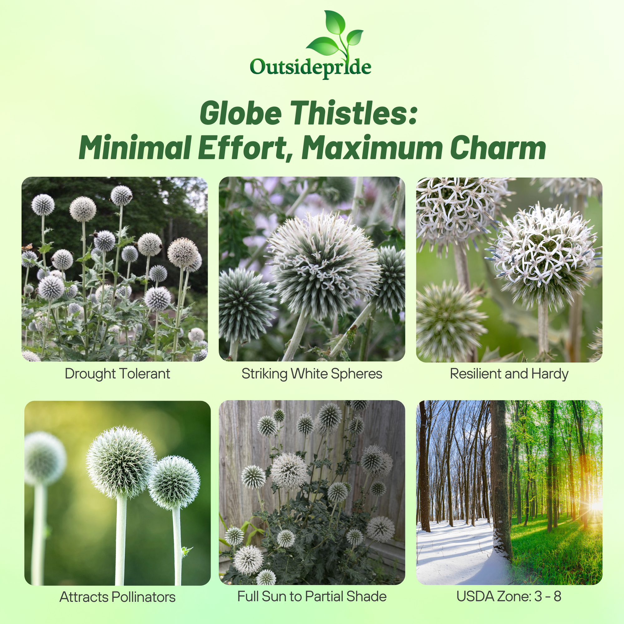 White Globe Thistle Flowers