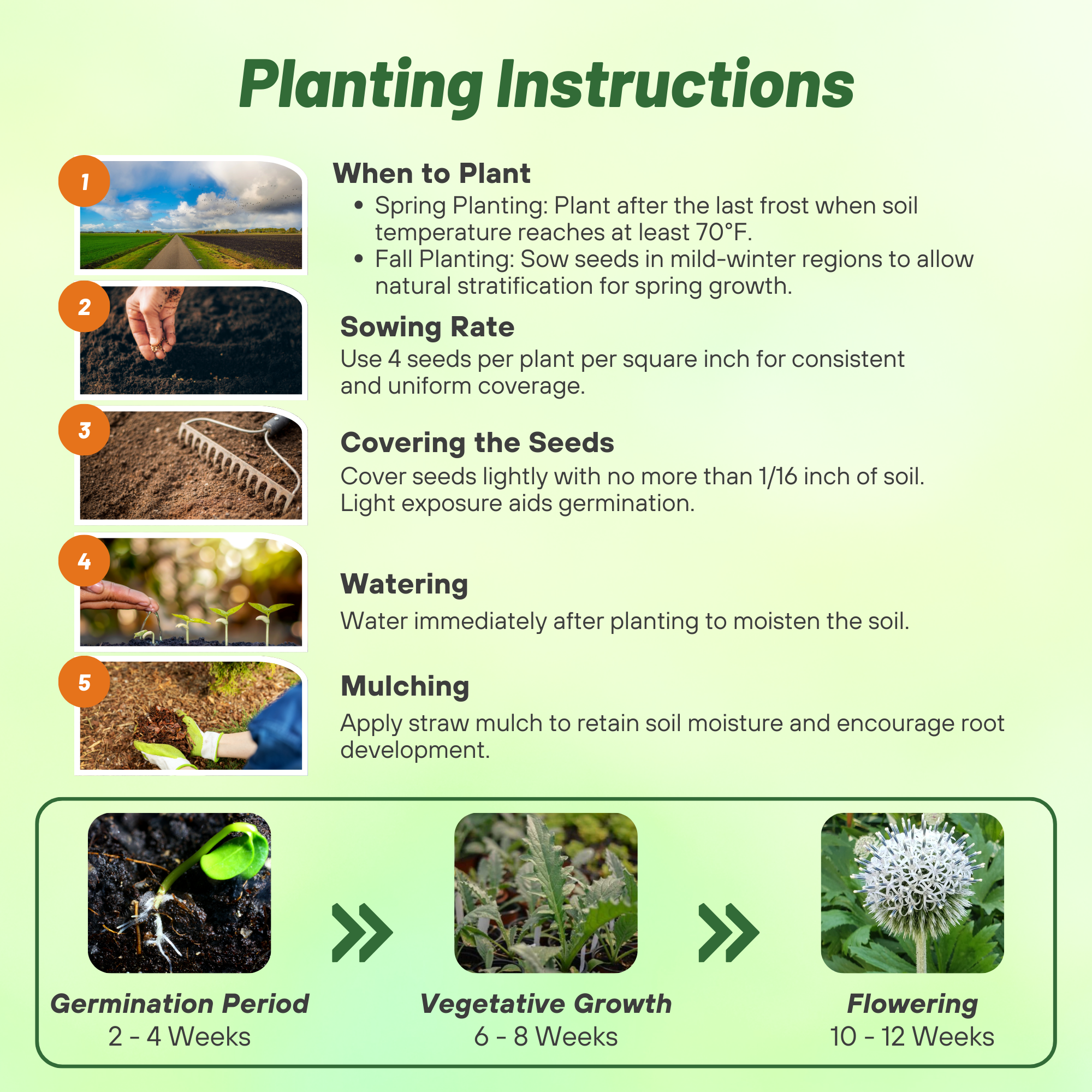 White Globe Thistle Echinops