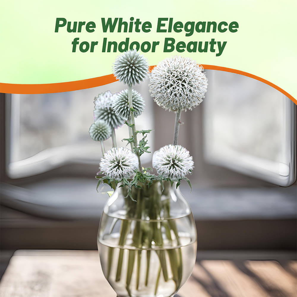 White Globe Thistle Planting Directions