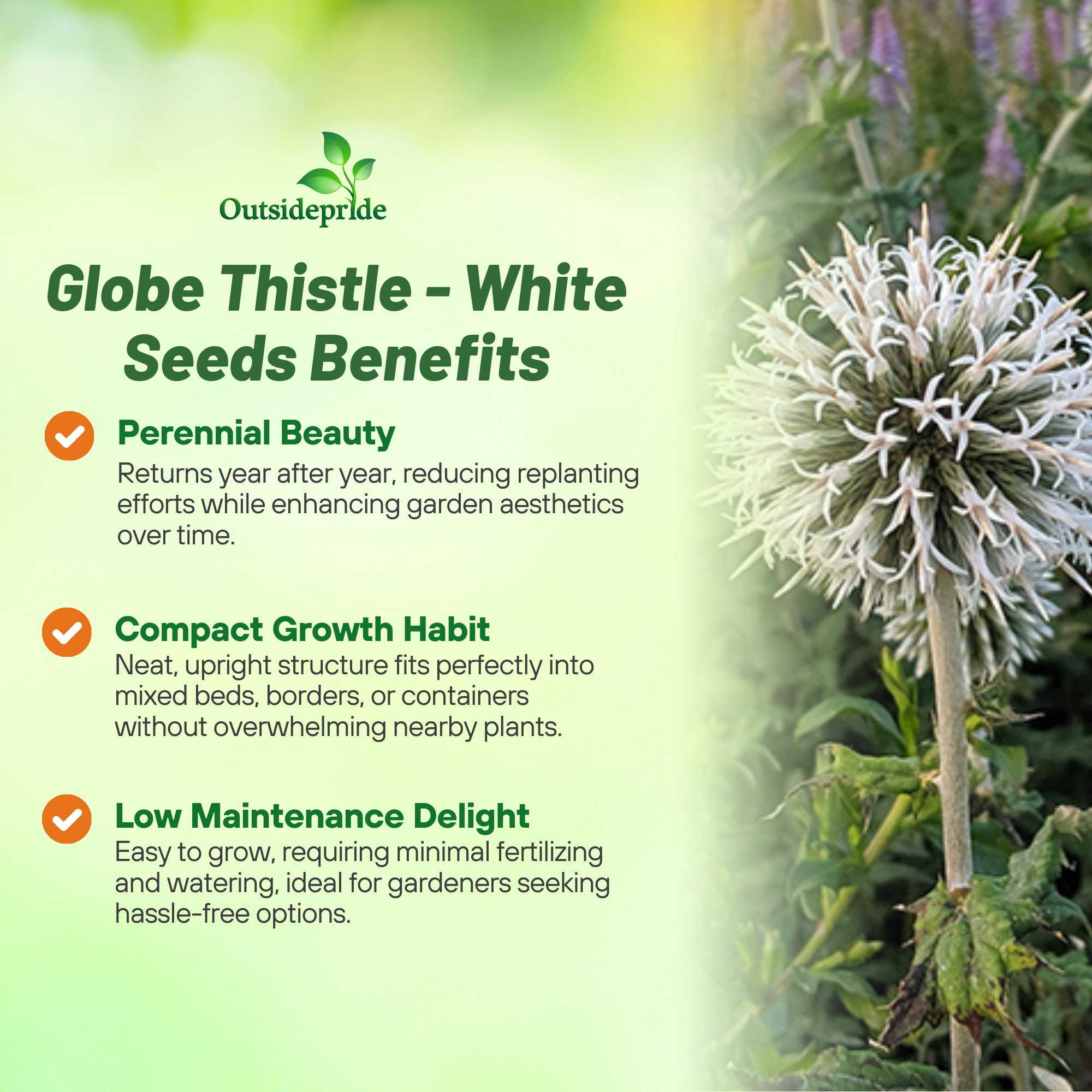 White Globe Thistle Gardening Plant
