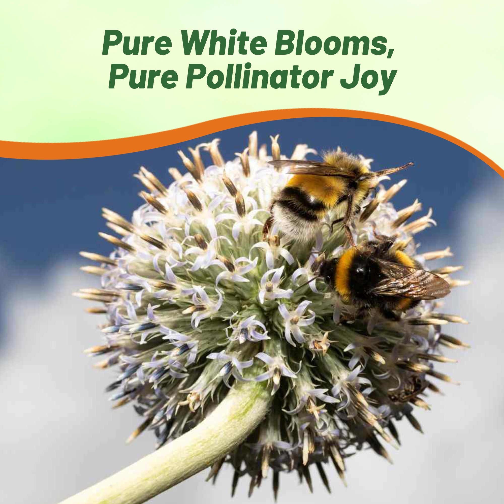 White Globe Thistle Pollinator