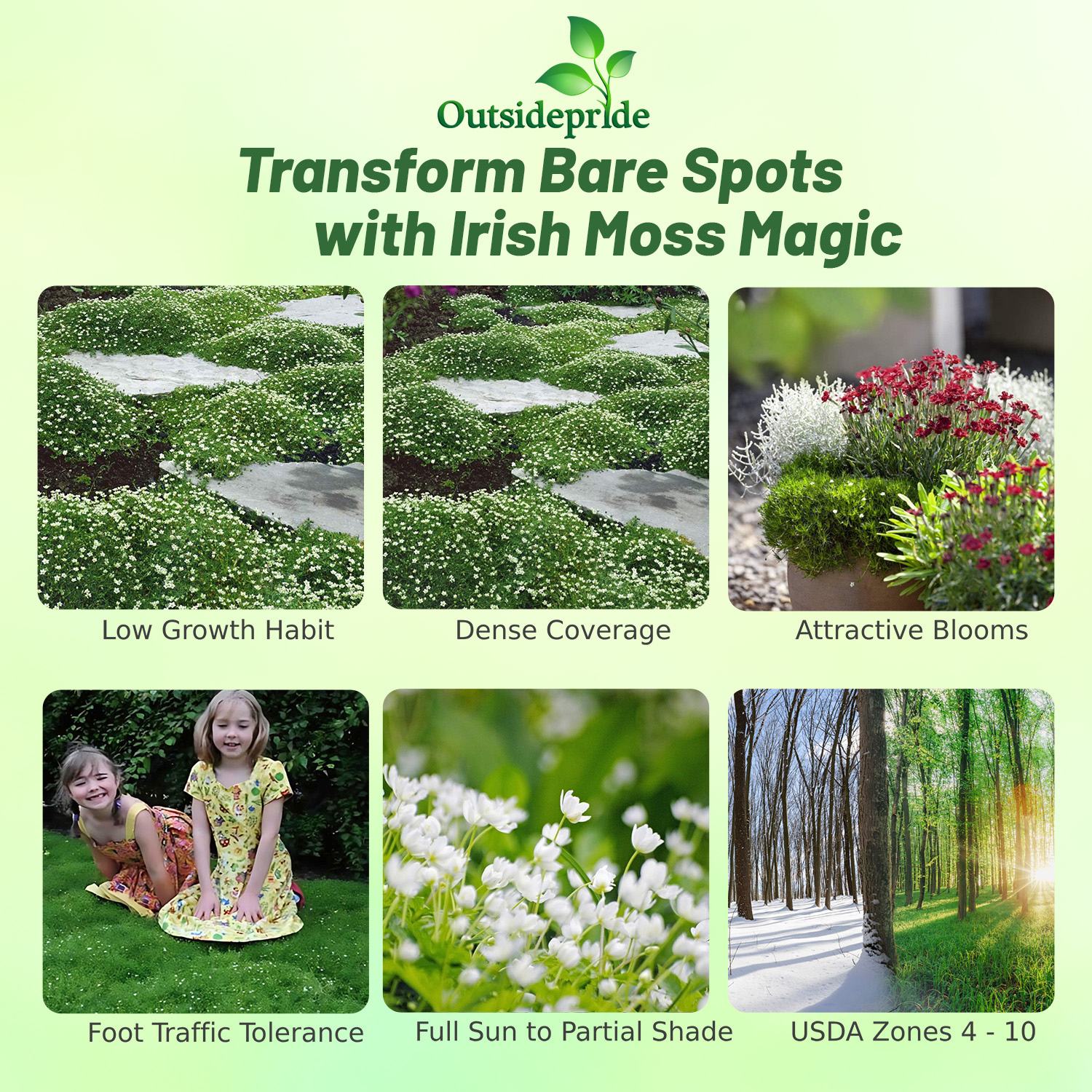 Perennial Irish Moss Planting Directions