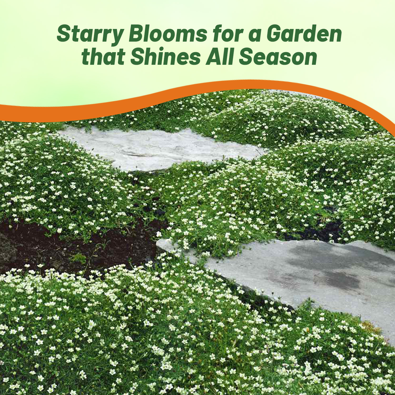 Perennial Sagina Subulata Pearlwort Seeds