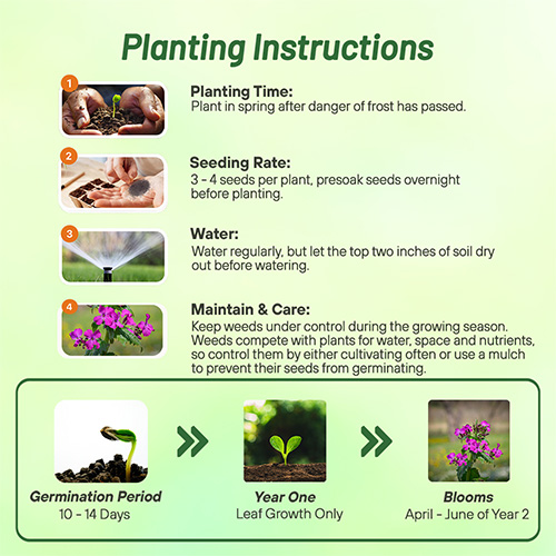 Money Plant Garden Flowers