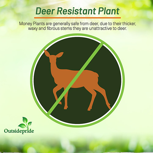 Deer Reistant Money Plant Flowers