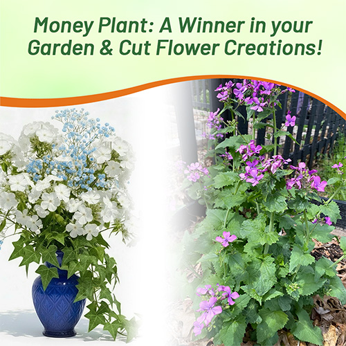 Money Plant Flowers