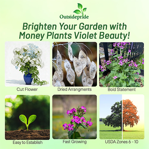 Money Plant Planting Instructions
