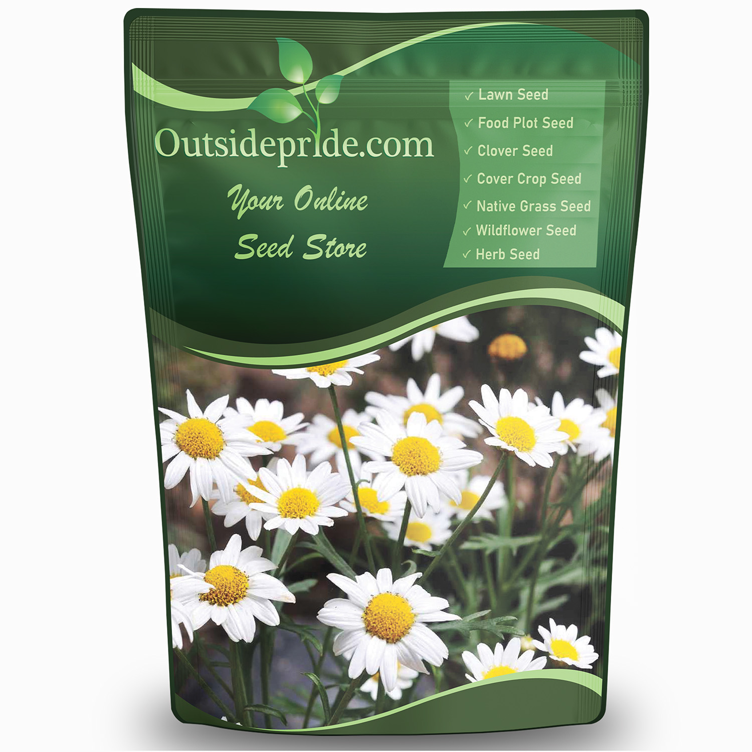 Ox-Eye Daisy Flowers