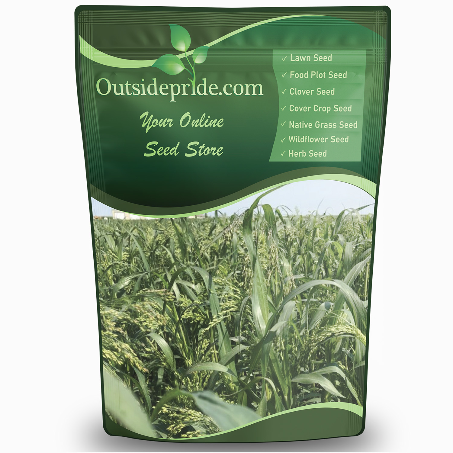 Proso Millet Grain Planted From Seeds