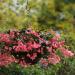 Begonia Pink Hanging Basket