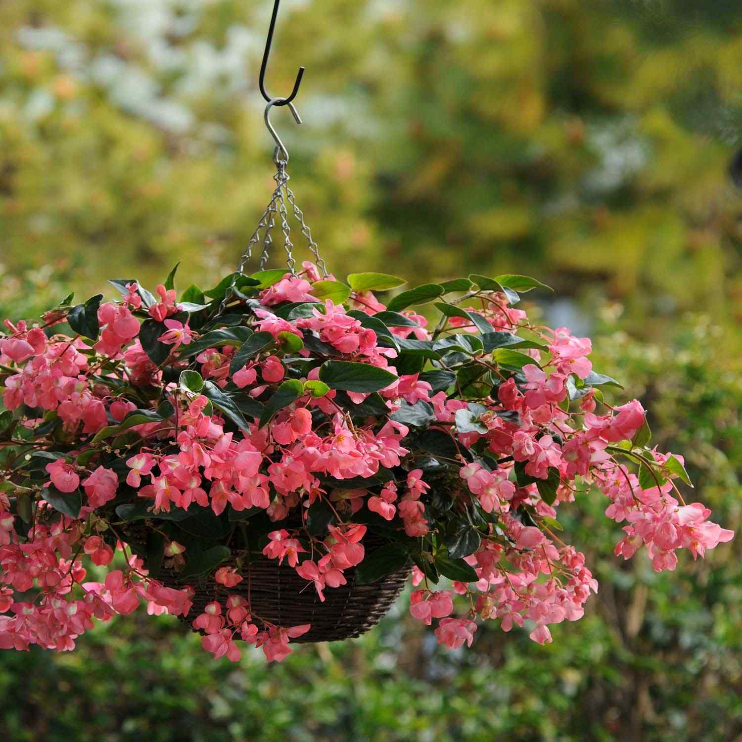 Outsidepride Begonia Dragon Wing Flower Seeds