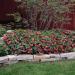 Begonia Pink Flower Bed