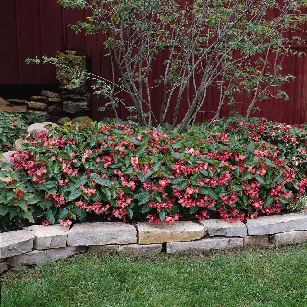 Outsidepride Begonia Dragon Wing Flower Seeds - Thumbnail 3