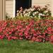 Begonia Pink Landscape