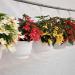 Begonia Groovy Mix