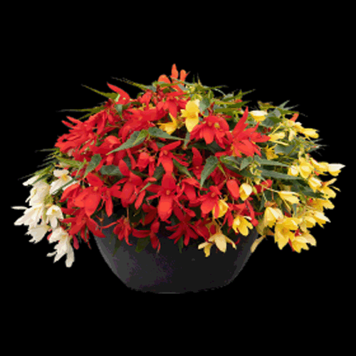 Begonia Groovy Mix Container