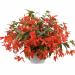 Begonia Groovy Orange Basket